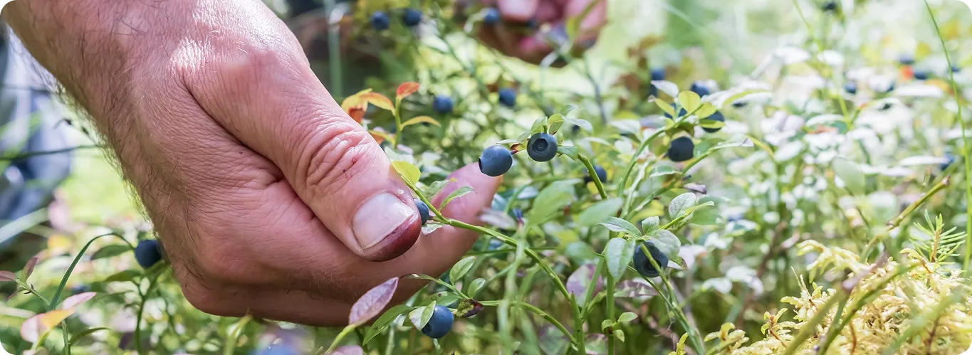 Man’s hands in the field