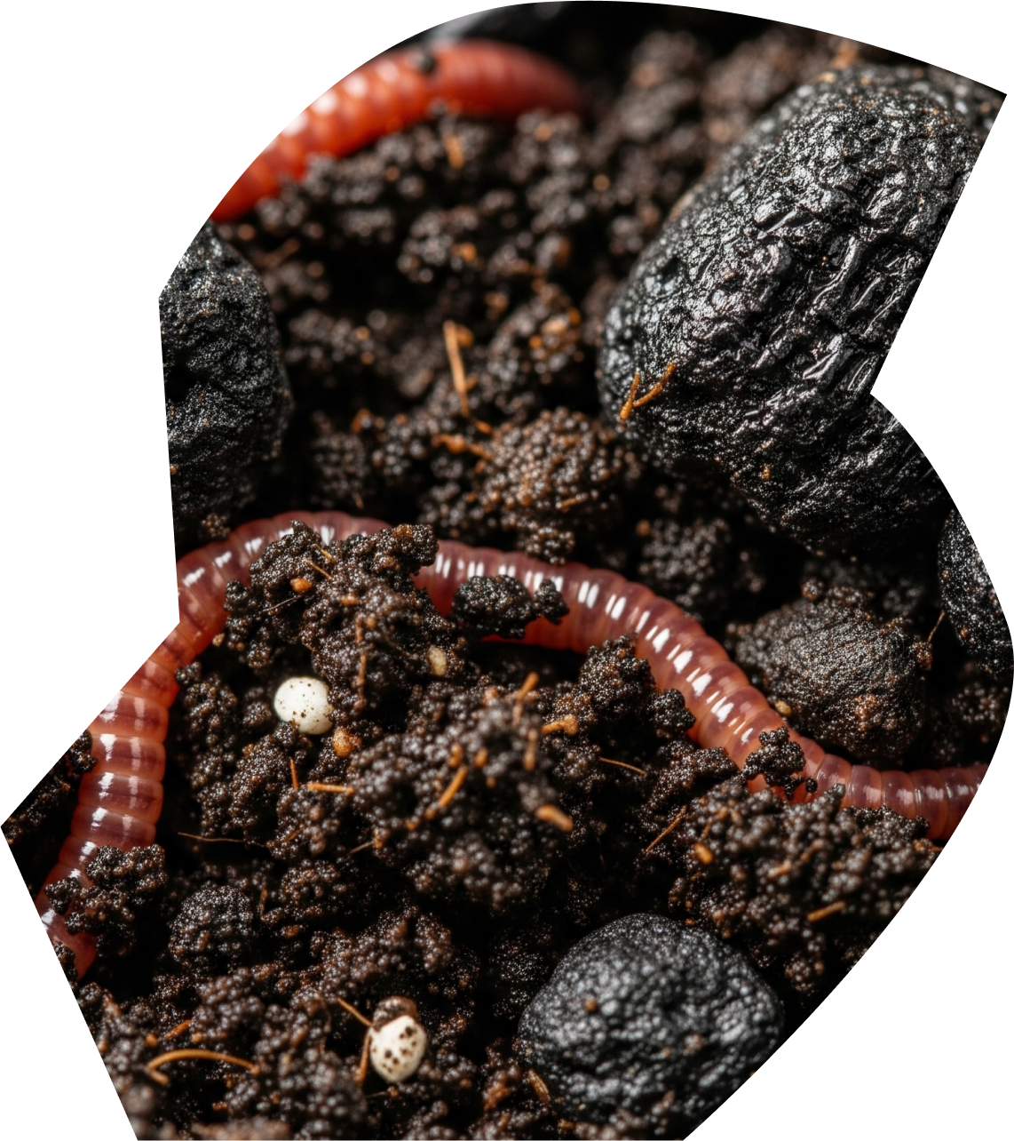 vermicompost